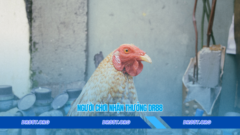 Người chơi nhận thưởng Dr88